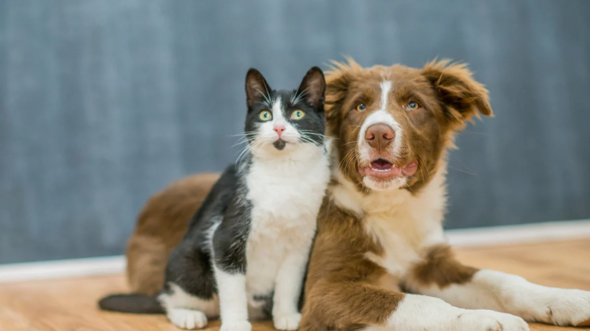 Un gato y un perro juntos, en referencia a la tecnología PettiChat que busca traducir el lenguaje de las mascotas.