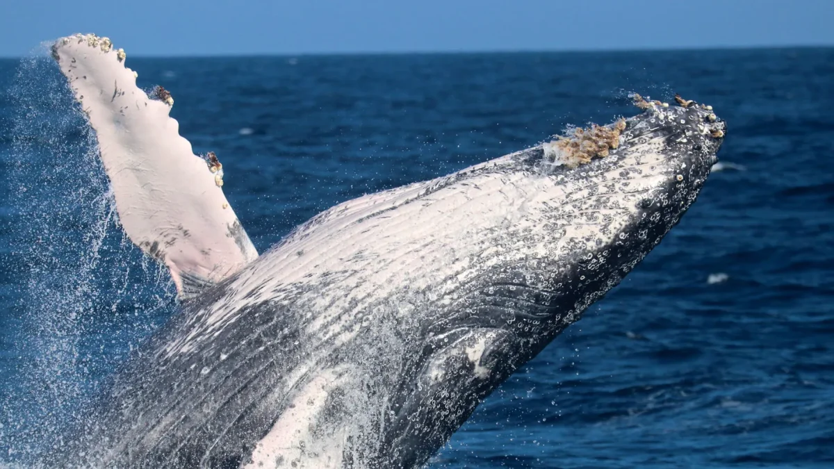 Fotografía cedida por Pacific Whale Foundation / Palo Santo Travel que muestra el salto de una Ballena Jorobada.