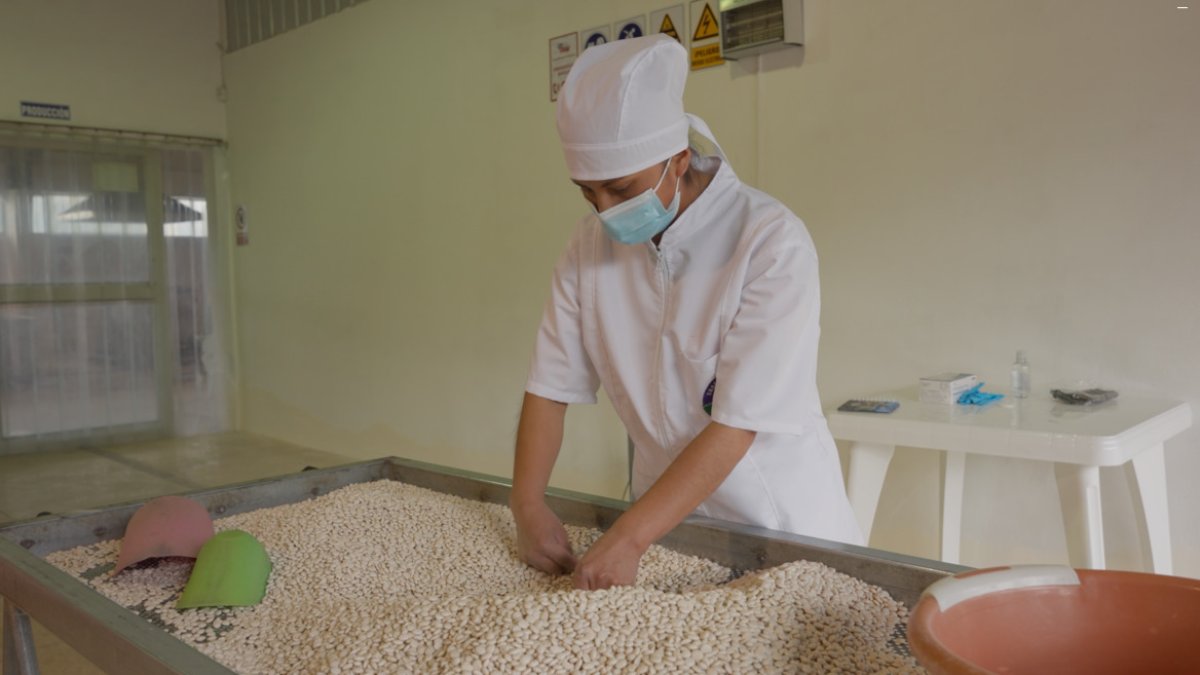 Estudios internacionales confirman que el chocho combina alto valor nutricional, potencial agroindustrial y beneficios ambientales que lo convierten en un cultivo clave para el futuro.