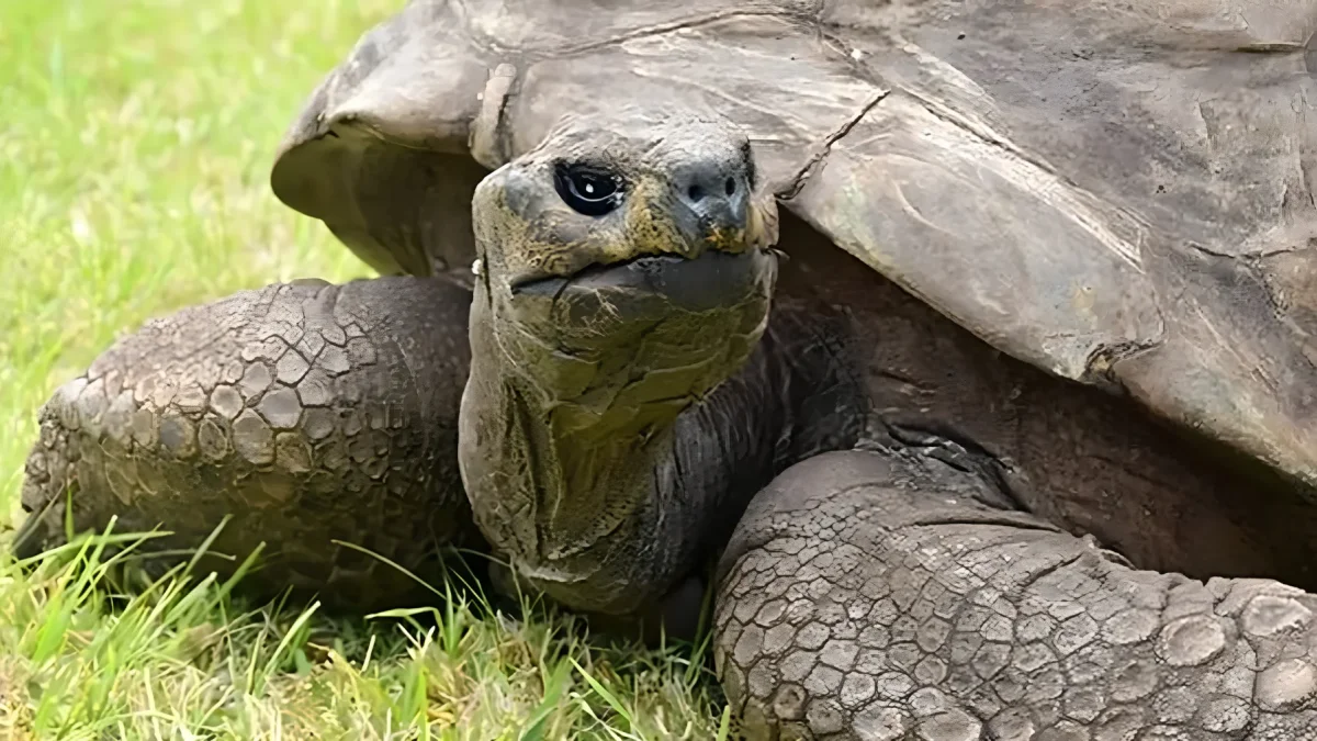 Jonathan es oficialmente reconocido por el Guinness World Records como el animal terrestre vivo más longevo del planeta