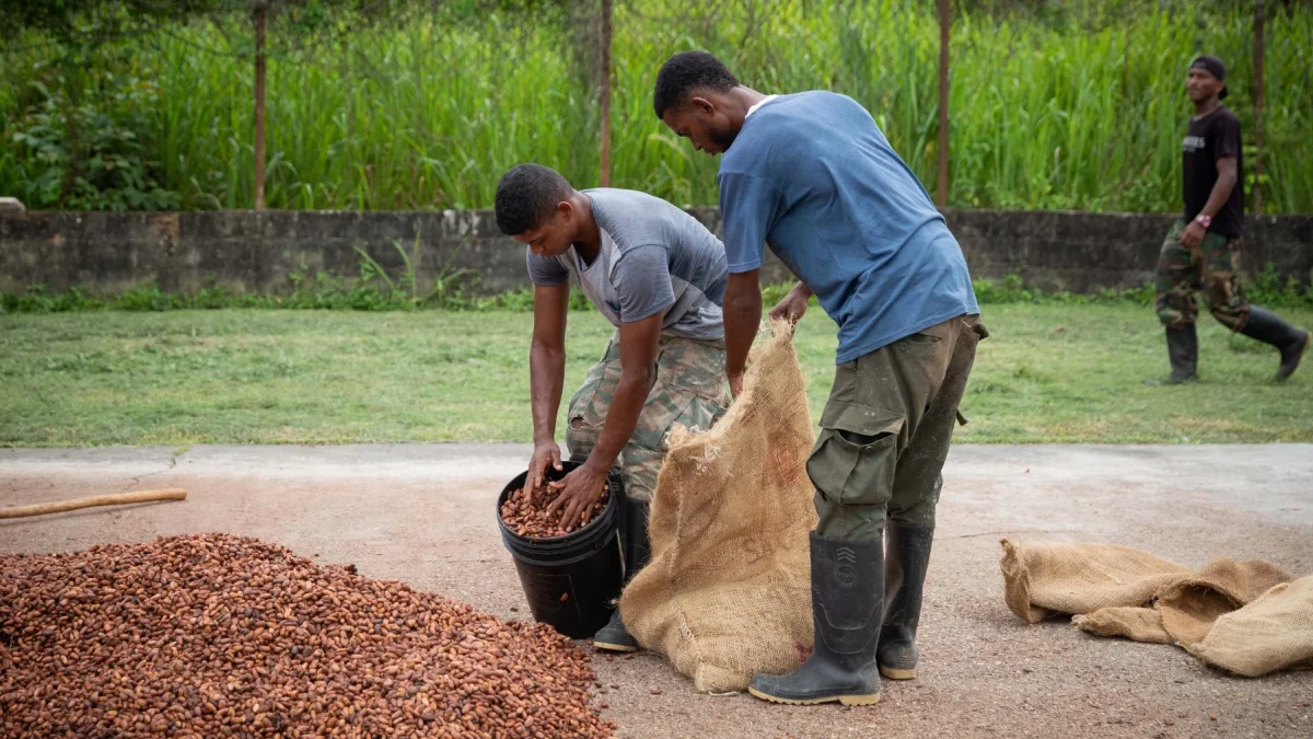 Oferta. Ecuador, a diferencia de los países africanos, destaca en el mundo por su oferta de calidad y prácticas de sostenibilidad y comercio justo.