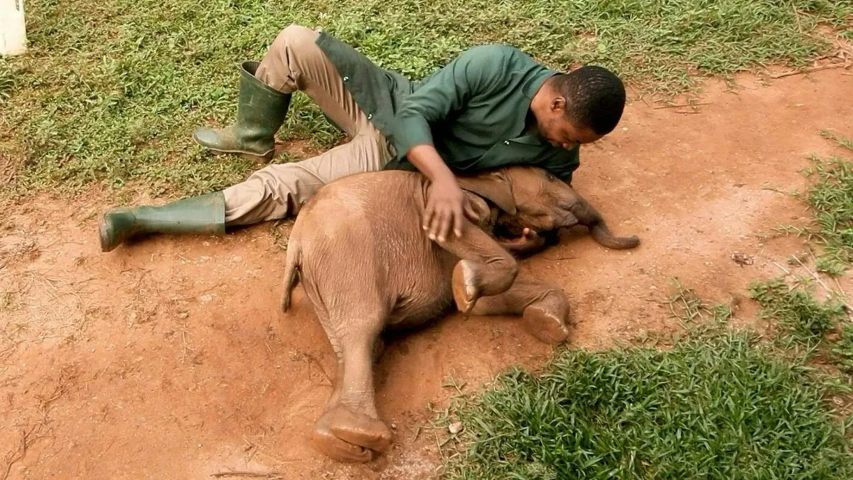 Joshua Aribasoye prepara leche infantil para Agbaibor, una cría de elefante de bosque que apenas le llega por encima de las rodillas, rescatada tras ser encontrada sola.