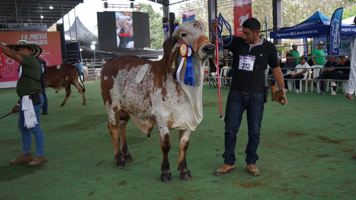 Chone, norte de Manabí, será sede de un evento de talla mundial del ganado cebú