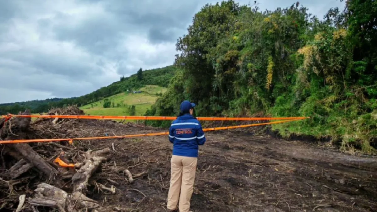 Control. Los inspectores de la AMC recorrieron el predio afectado en Guamaní, en donde el dueño taló 70 árboles nativos.
