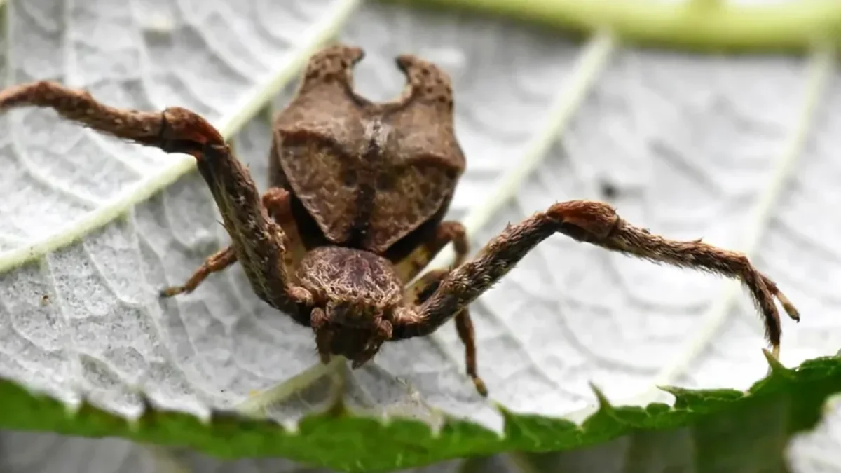 Las especies identificadas son Sidymella ayahuma y Sidymella malefica, ambas con características morfológicas particulares.