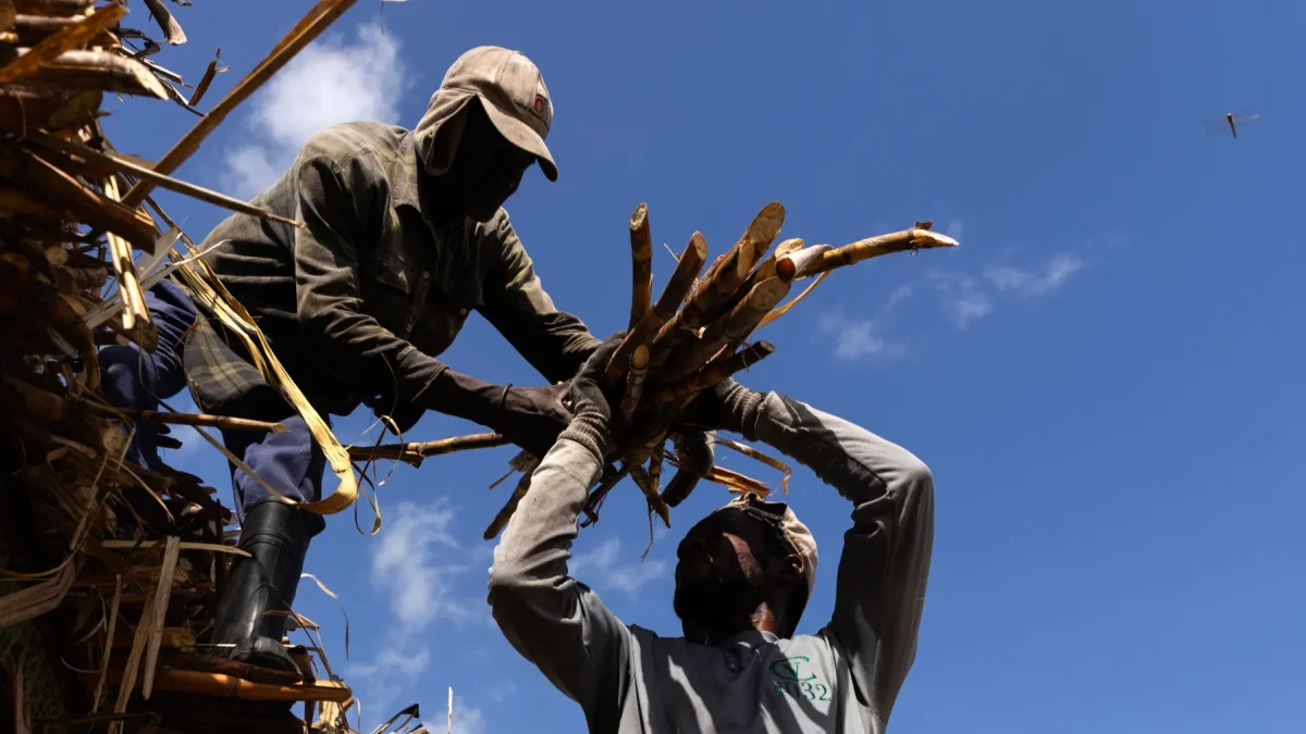 Fotografía del 3 de junio de 2026 de haitianos trabajando en una plantación de caña de azúcar en El Seibo (República Dominicana).