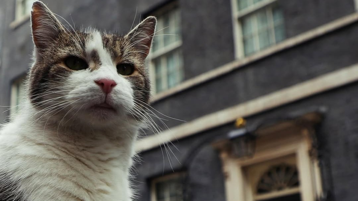 El gato Larry es una celebridad en Reino Unido. Tiene 19 años.
