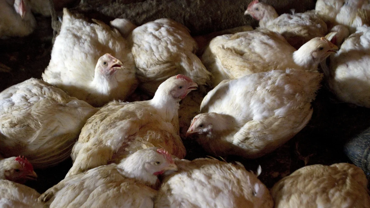 Aves en un corral que son controladas por lagripe aviar.