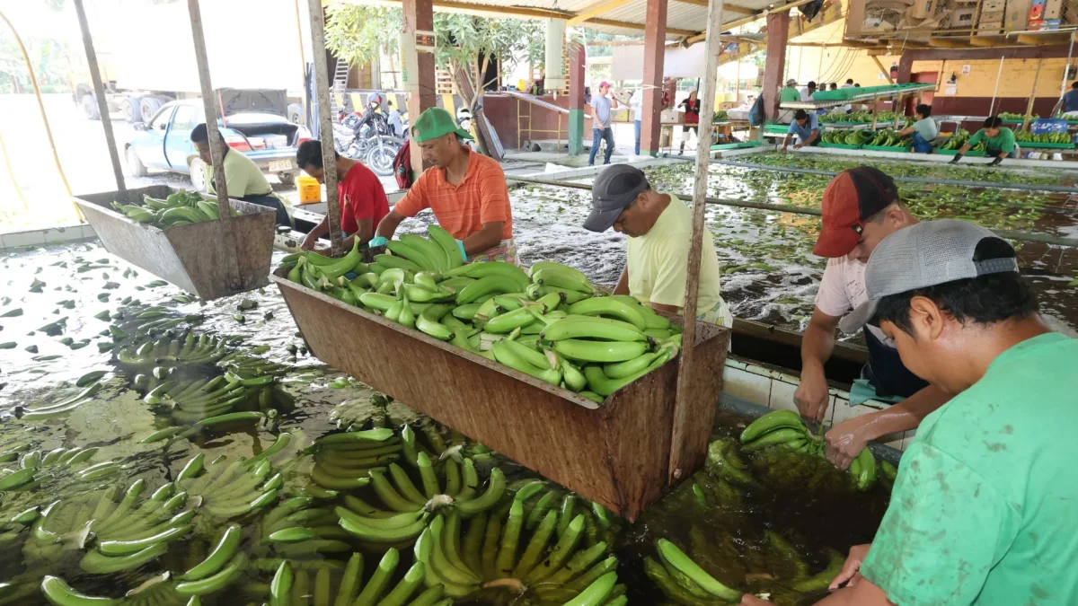 Europa compra más banano ecuatoriano y EE.UU. reduce pedidos.