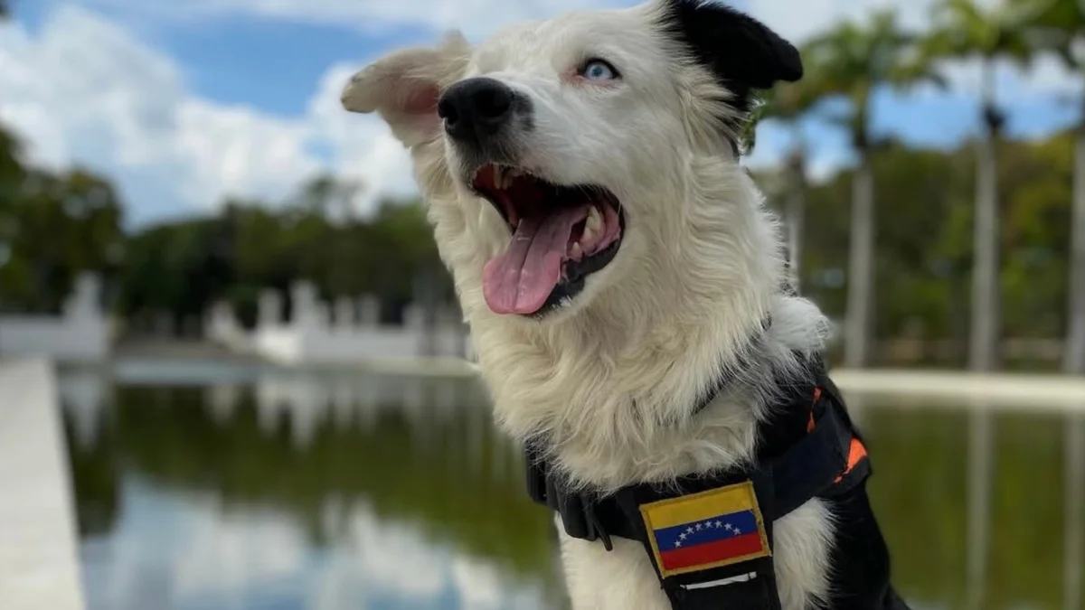 Tsunami, perro rescatista identificado con la bandera de Venezuela, participa en las labores de búsqueda tras los terremotos.