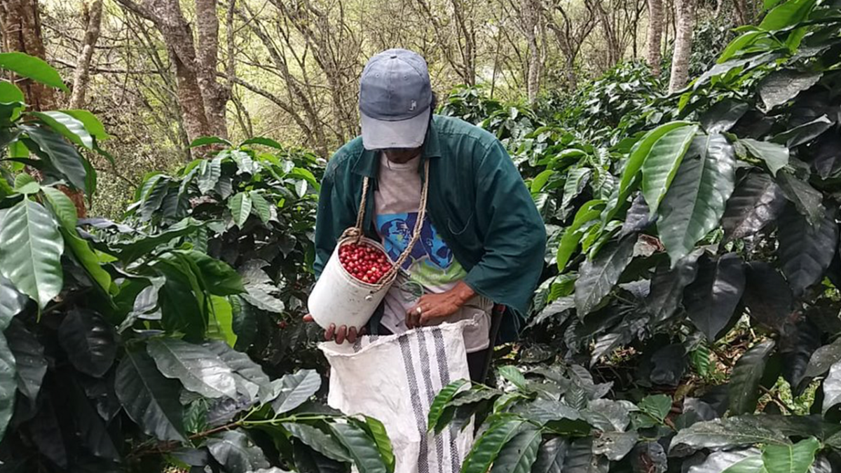 Café. Este cultivo es el sustento para cientos de familias del sur del país, hoy en alerta debido a la bacteria.