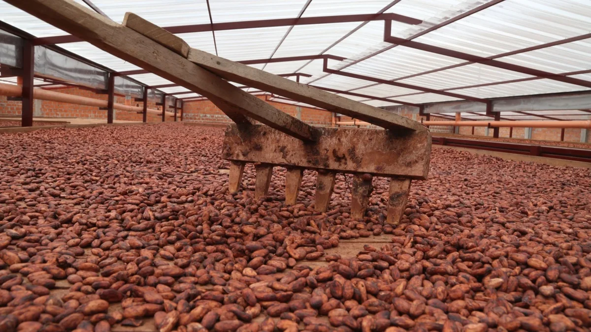 Dos de cuatro variedades nuevas de cacao podrían producir granos de alta calidad y excelente sabor (foto referencial).