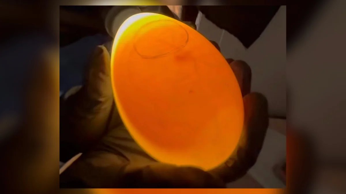 El proceso de incubación artificial permitió el nacimiento del primer cóndor andino en Cuenca, Ecuador.