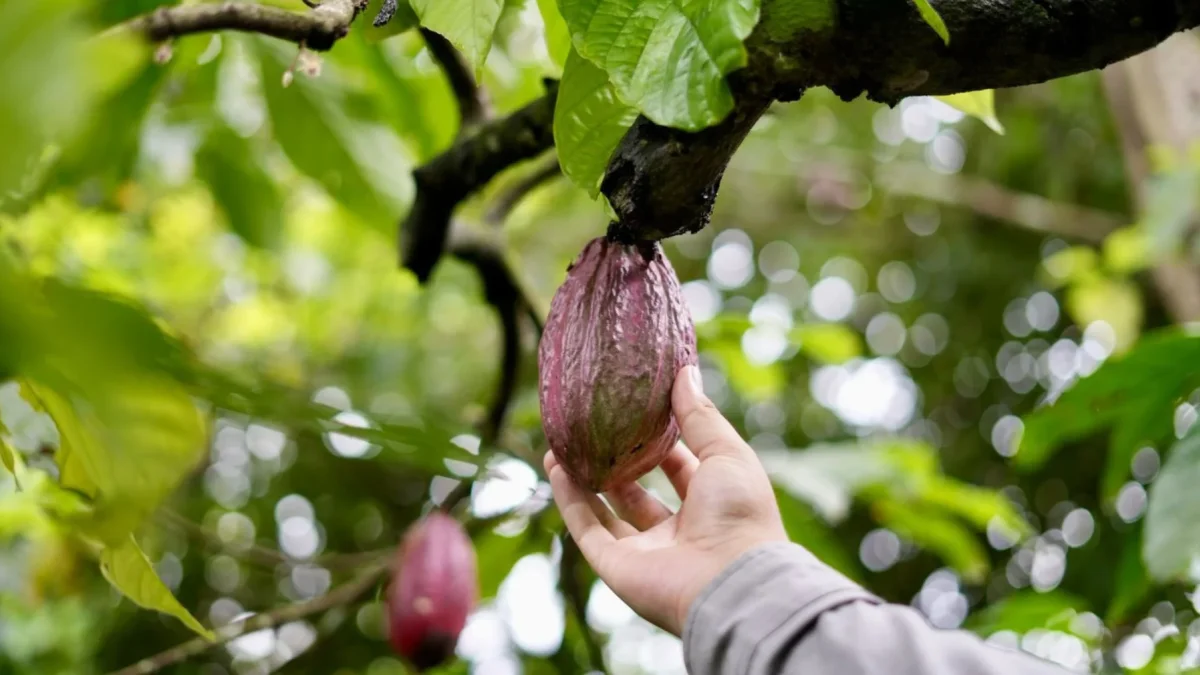 En París, Ecuador lanza concurso para productos derivados de cacao