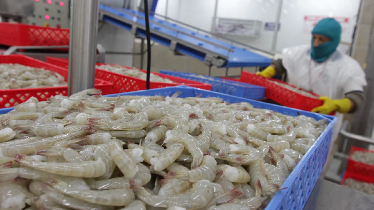 La CNA afirmó que las exportaciones de camarón hacia China continúan, pese a las restricciones aplicadas a 14 empresas.