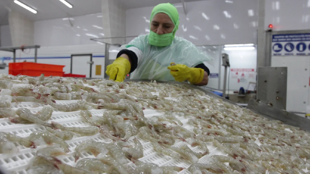 El camarón ecuatoriano enfrenta controles sanitarios en China