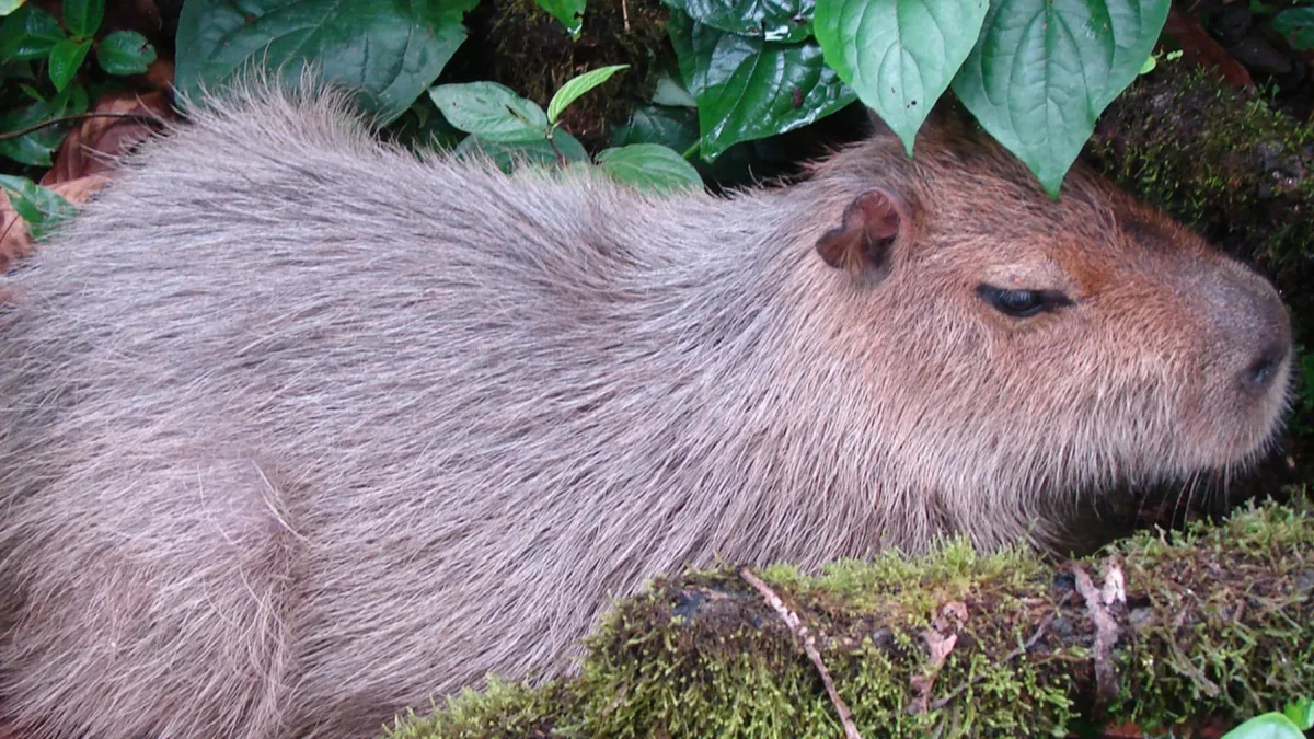 La población ecuatoriana de capibaras habita en la Amazonía ecuatoriana.