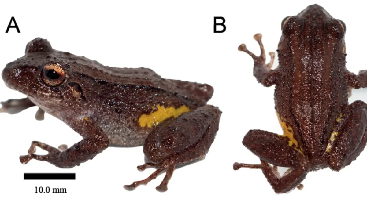 Pristimantis etsa, el cutín de etsa, es una nueva especie de rana descrita por científicos. Solo se conoce de la Condillera del Cóndor, en Zamora Chinchipe.