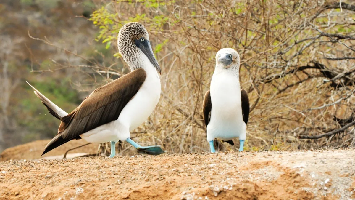 El equilibrio de los ecosistemas en las islas depende del suministro natural de agua. Un ejemplo es la garúa.