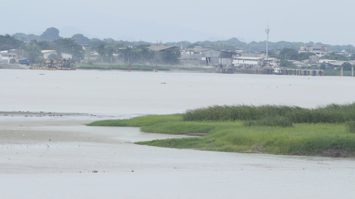 El islote El Palmar se ha convertido, con el paso de los años, en refugio de aves.