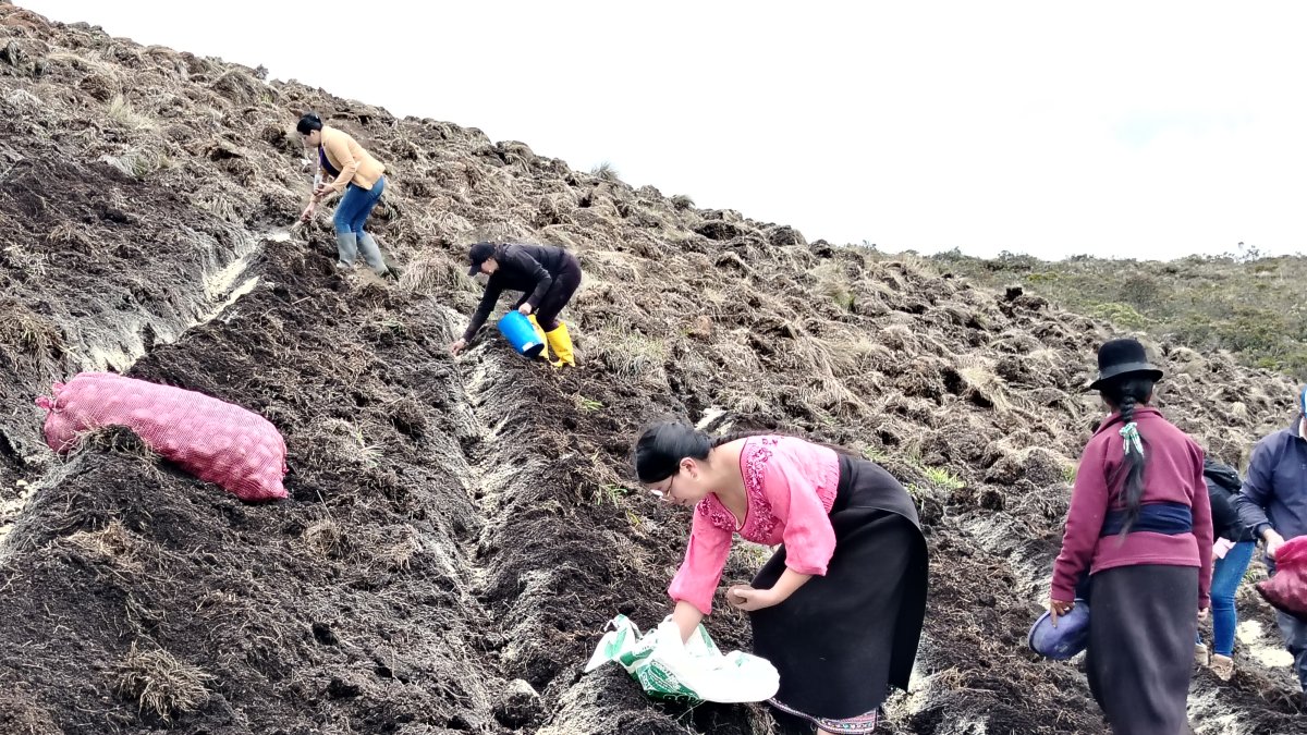 Agricultoras trabajan la tierra en una parcela de papa en la provincia de Cañar