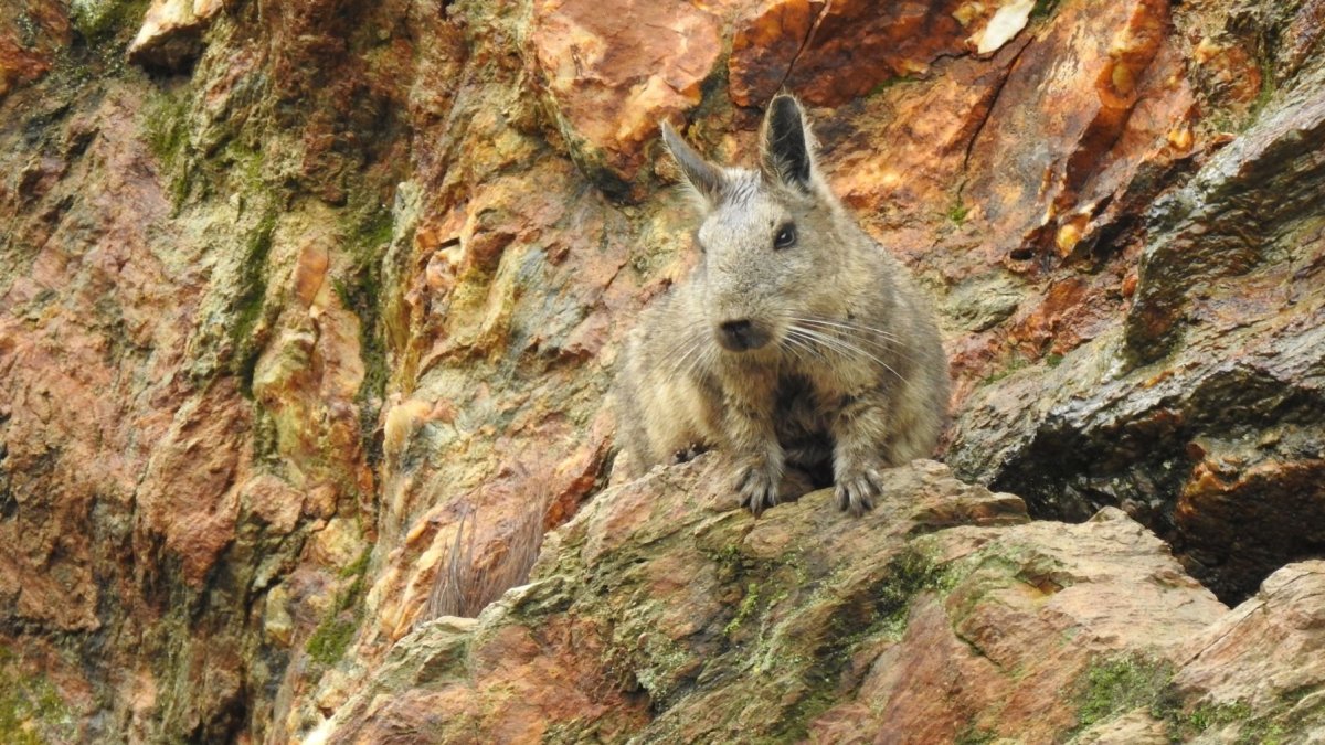 La conservación de la vizcacha ecuatoriana impulsa un modelo de trabajo colaborativo que busca proteger su hábitat y fortalecer la prevención de incendios forestales en la provincia de Loja.