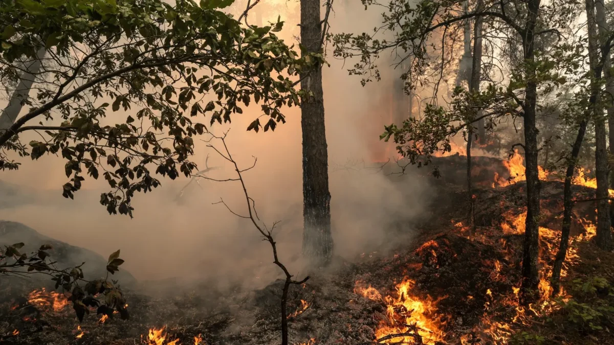 Una zona de bosque quemado mientras los bomberos trabajan para extinguir un incendio en el bosque de Fontainebleau en Noisy-sur-Ecole, Francia, 13 de julio de 2026.