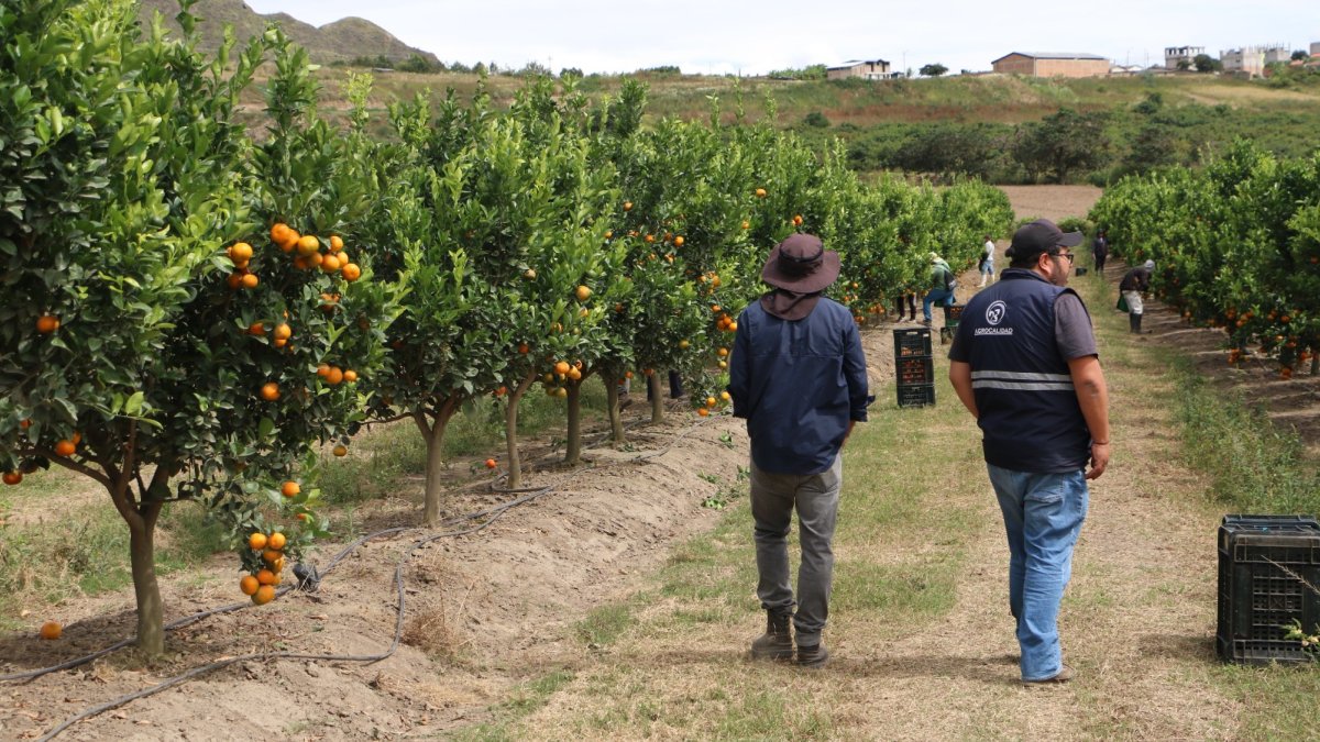 Técnicos de Agrocalidad certificaron el cumplimiento de los protocolos fitosanitarios que permitieron el envío de mandarina Tango hacia Estados Unidos.