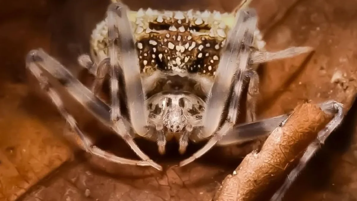 Taczanowskia waska, araña descrita por científicos en Ecuador.
