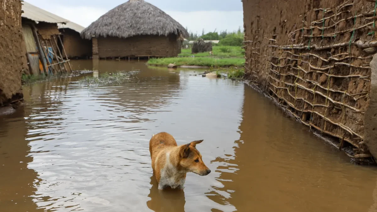 Fotografía referencial de un perro durante una inundación en 2023 ligada al fenómeno El Niño.