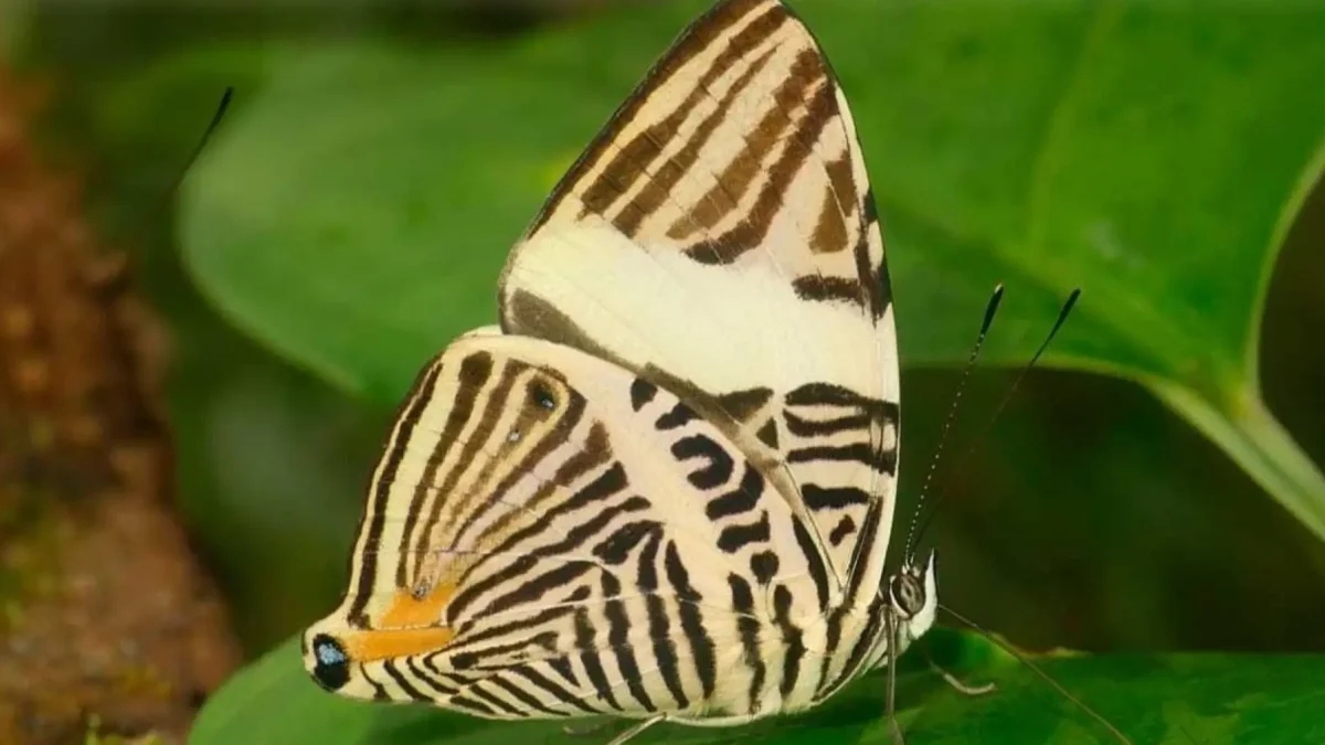 Colobura cryptica, nueva especie de mariposa descrita a partir de un ejemplar recolectado en Napo.