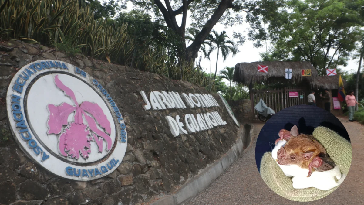El estudio identificó refugios naturales utilizados por distintas especies de murciélagos dentro de las instalaciones del Jardín Botánico.