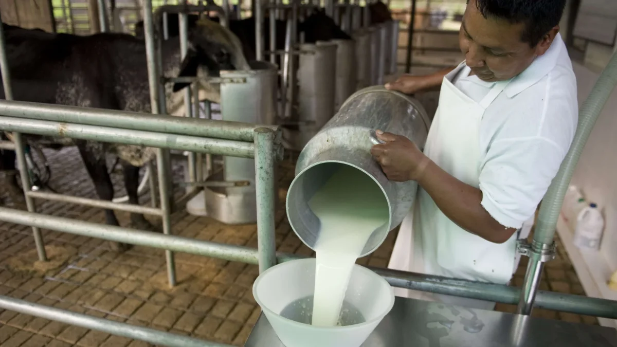 La cantidad de productores de leche se ha reducido un 30 %, en el último año.