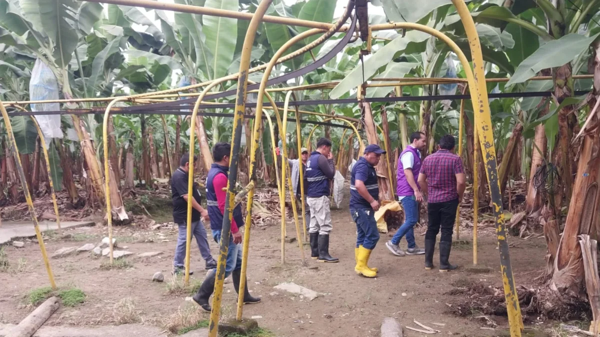 Agrocalidad ha detectado un segundo brote de la plaga Fusarium en El Oro.