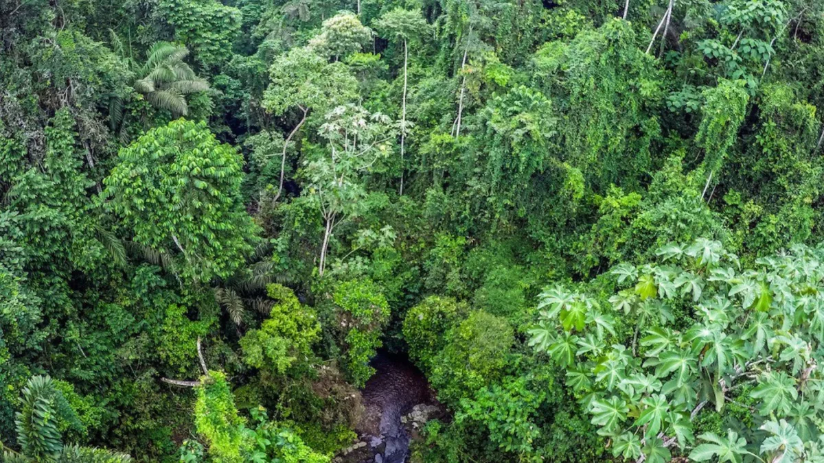 Entre especies nuevas para la ciencia y viejos árboles que han vivido más de 200 años, uno se siente pequeño ante la inmensidad del Chocó Andino.