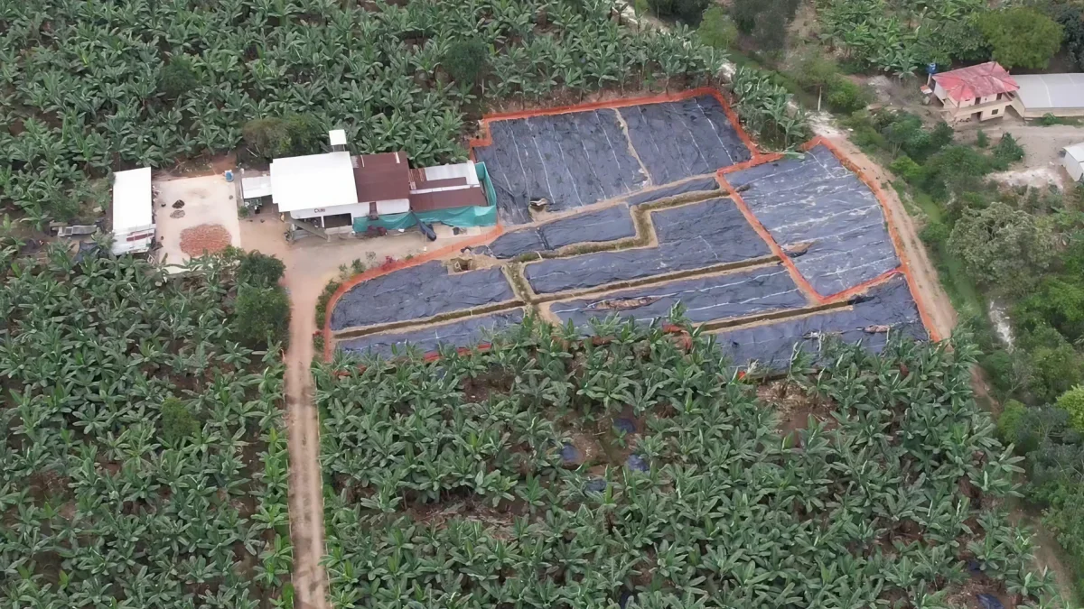 Afectación. Vista aérea de la finca La Carolina, donde a finales de 2025 se confirmó el primer caso.