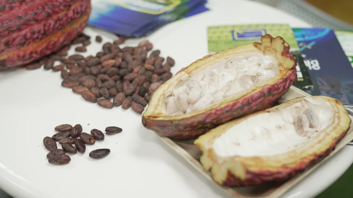 La Cumbre Mundial del Cacao será del 4 al 6 de agosto