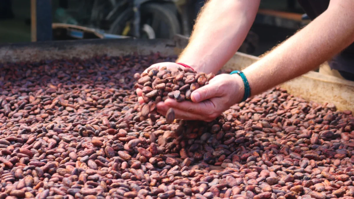 La minería gana protagonismo en Ecuador mientras el cacao pierde peso en las exportaciones.