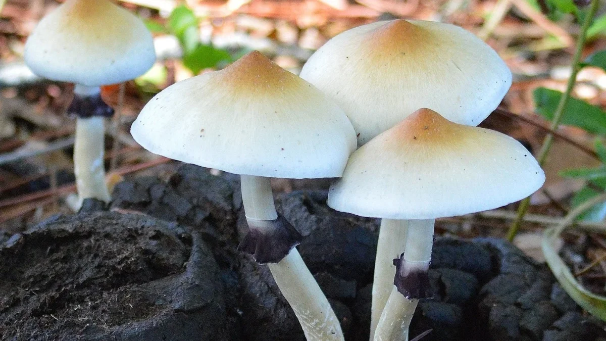 Después de su prohibición en la década de los 70 del siglo pasado, la ciencia ha vuelto a abrazar el estudio de hongos Psilocybe en el campo de la medicina.