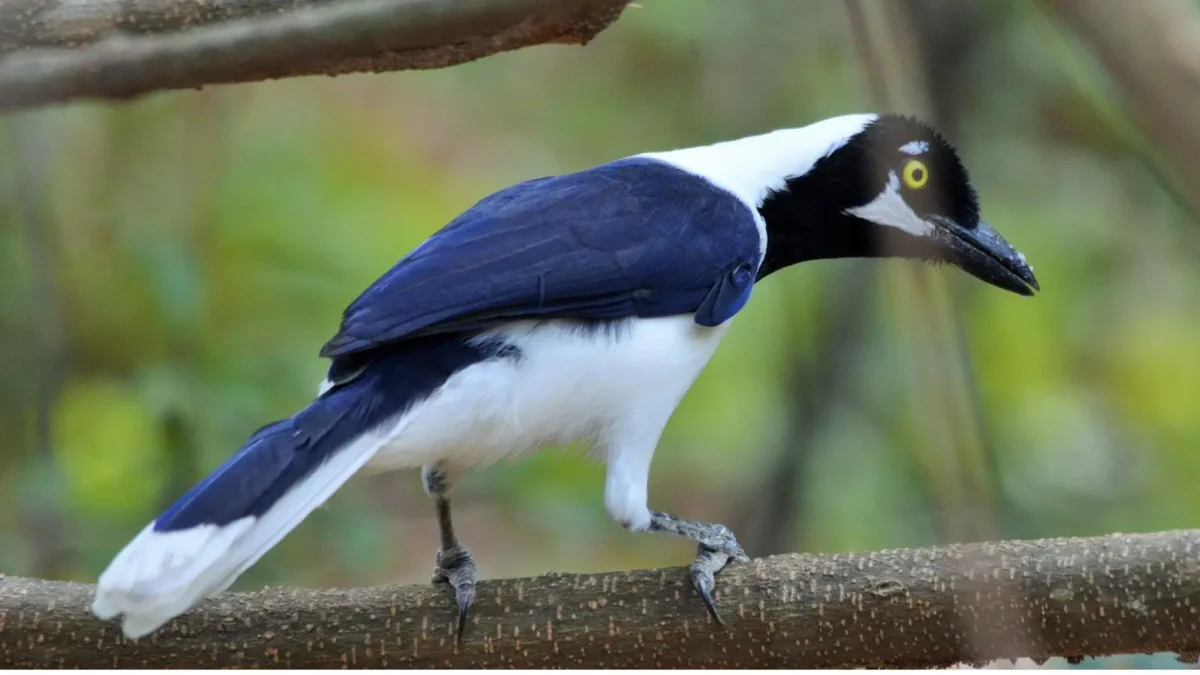 La urraca coliblanca es una de las especies que es posible ver en Guayaquil y alrededores.