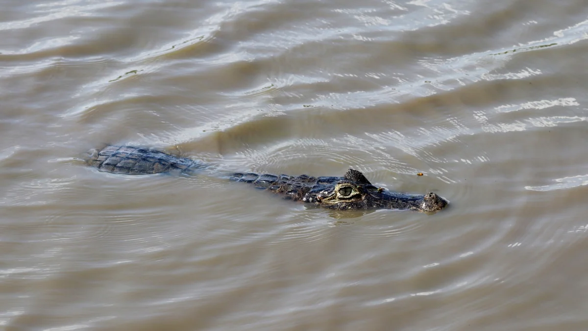 Referencial. Un reptil ha sido captado en las cercanías ha Samborondón