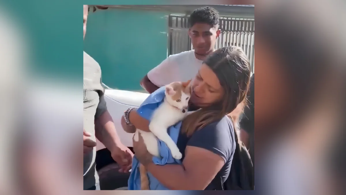 Rescatistas sostienen a Luli, la gata encontrada con vida tras permanecer 23 días bajo los escombros de un terremoto.