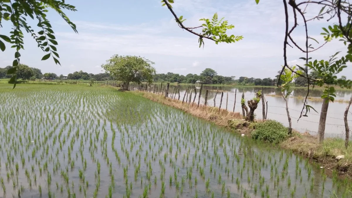 Ecuador exportará de 30.000 toneladas métricas de arroz hacia Colombia.
