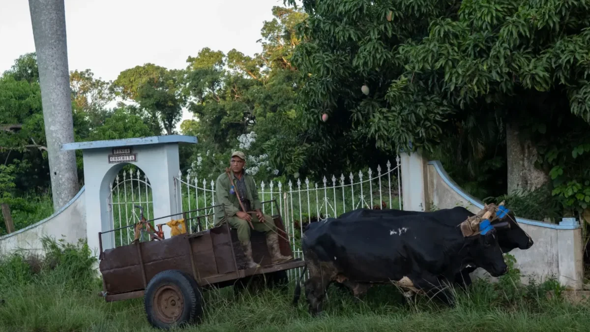 Un campesino viaja en una carreta tirada por bueyes por una calle de Bauta, provincia de Artemisa, Cuba, el 27 de junio de 2026.