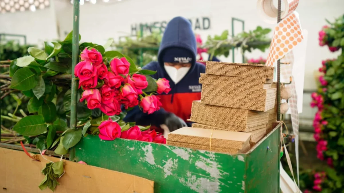 Las flores ecuatorianas se ubicarían por delante de Colombia, tras sobretasa arancelaria.