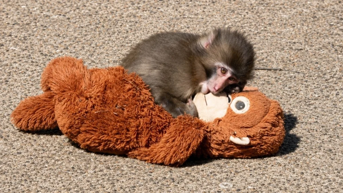 Punch, el mono huérfano de Japón, dejó atrás el peluche de orangután que lo acompañó durante sus primeros meses de vida.