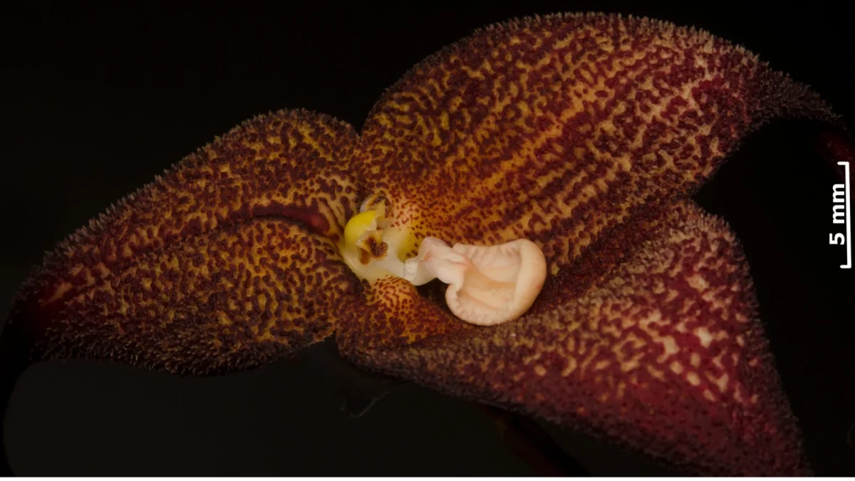 Dracula aguilarii, nueva especie de orquídea ecuatoriana.