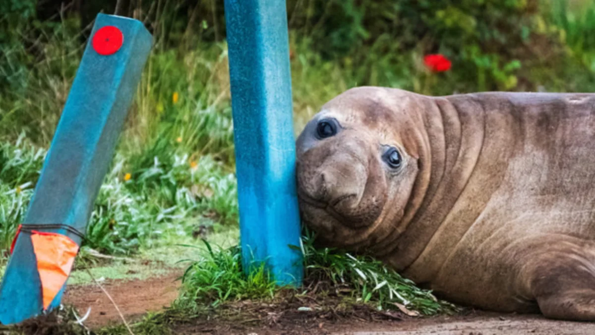 Neil, la foca elefante, recorre las calles de Tasmania y se ha convertido en un fenómeno viral en redes sociales.