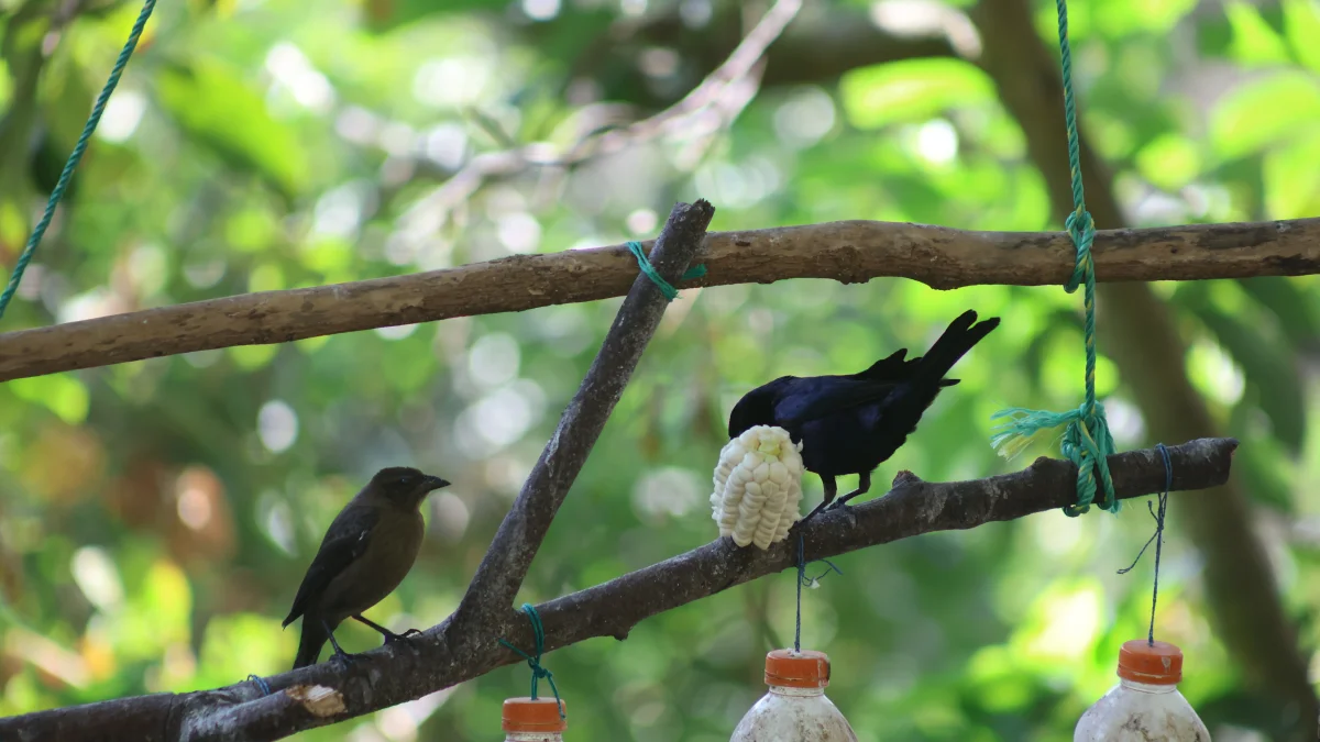 PomasQuinde es el primer sitio de avistamiento de aves de Quito y alberga 29 especies de aves silvestres.