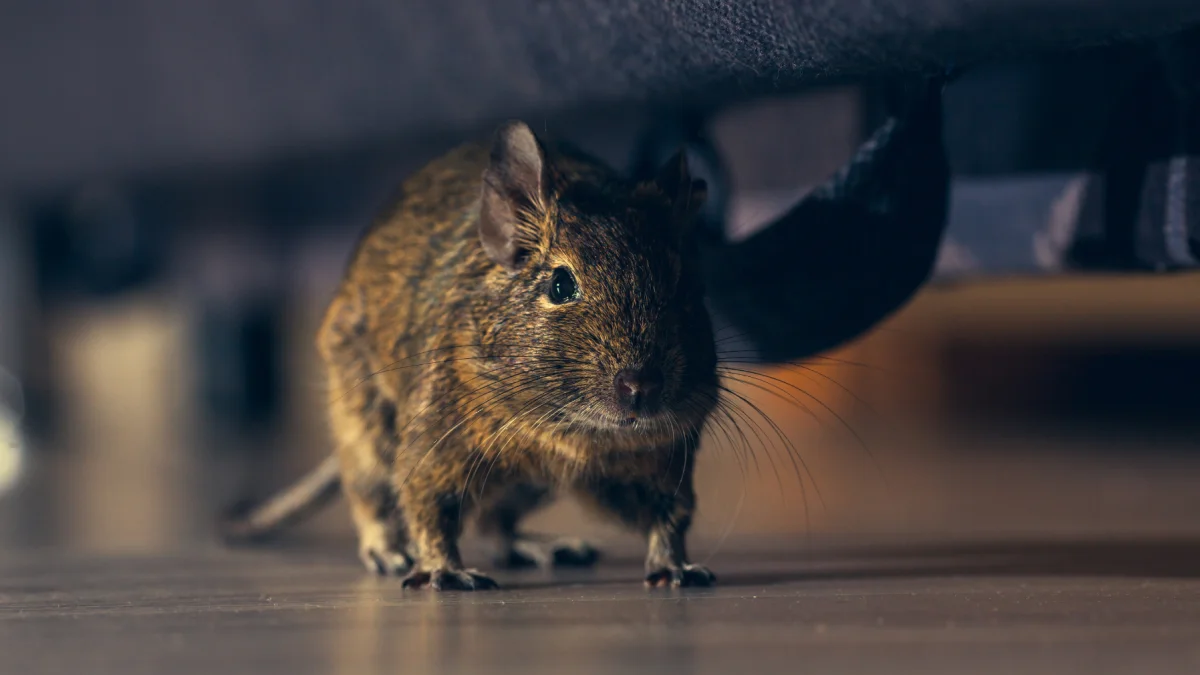 Autoridades sanitarias refuerzan controles en hospitales de Chile tras el aumento de muertes por hantavirus